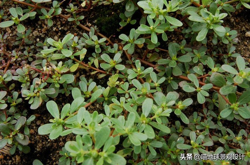 农村常见的野花野草哪些是能吃的,儿时在农村最常见的野花野草