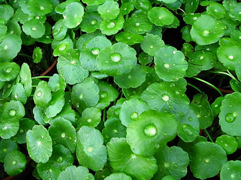 宝宝脸上闭口粉刺怎么办,祛痘痘粉刺闭口