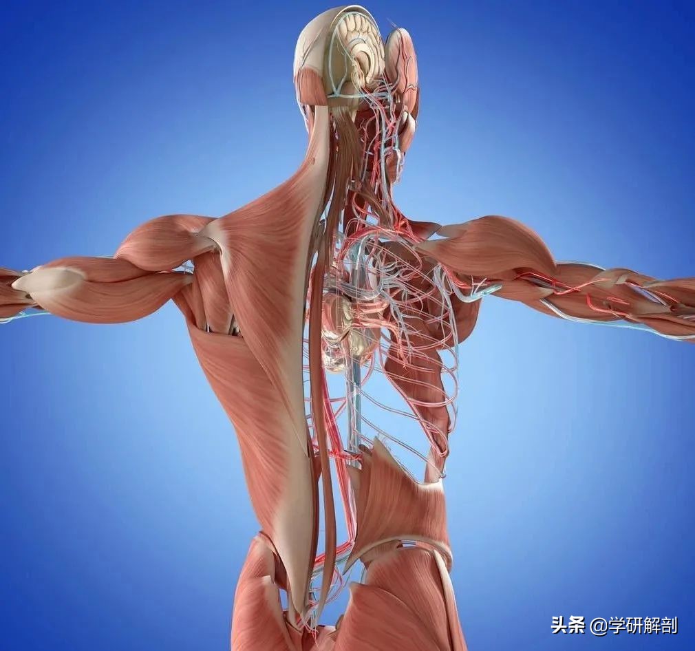 人体解剖学原理与知识,人体解剖学九大分区图