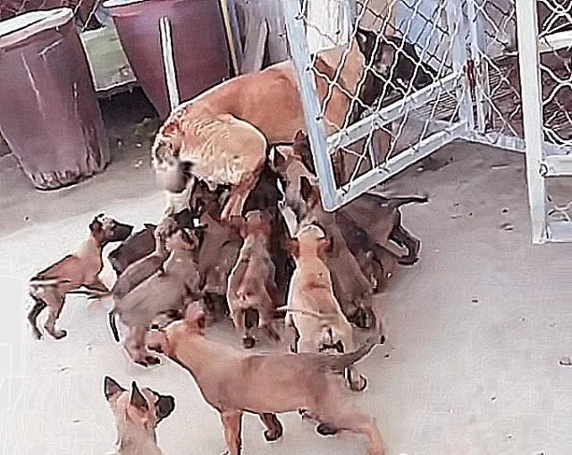 狗狗意外怀孕几个月生下小奶狗,狗狗怀孕了把它卖了