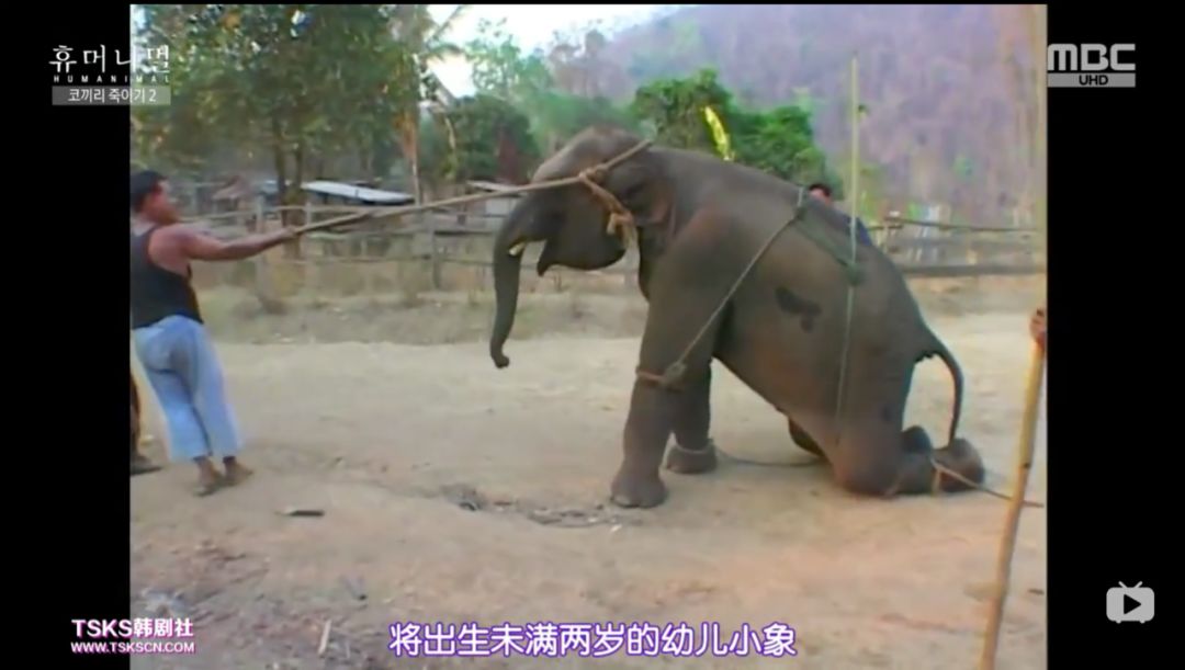 韩国寄生虫最新消息,寄生虫韩国结局