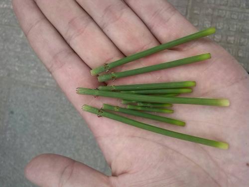 立春过后哪几种野菜好吃,立春后吃什么野菜长得快