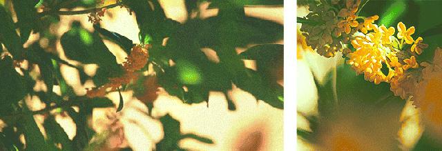 袅袅秋意，满室暖辉|住进最美时光里