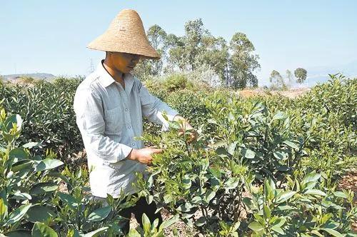 柑橘抽出夏梢还可以施肥吗,柑橘如何施肥防治病虫害