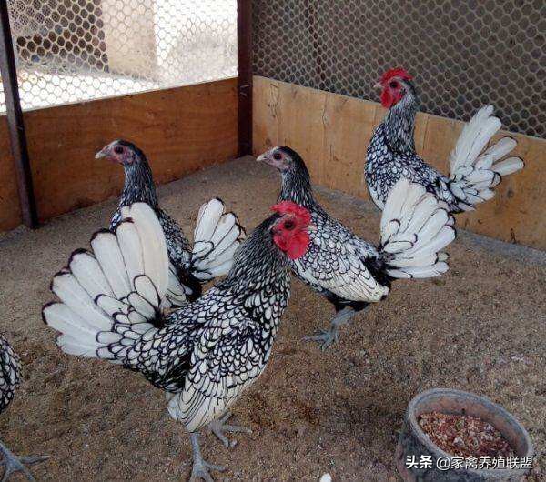 农民发明养鸡奇招轻松养5万只,养鸡牛人的致富绝招有哪些