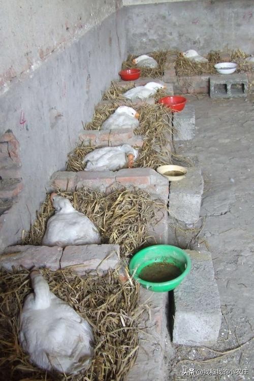 自繁自养小鹅需要做好哪些工作？孵化过程中应该如何管理？