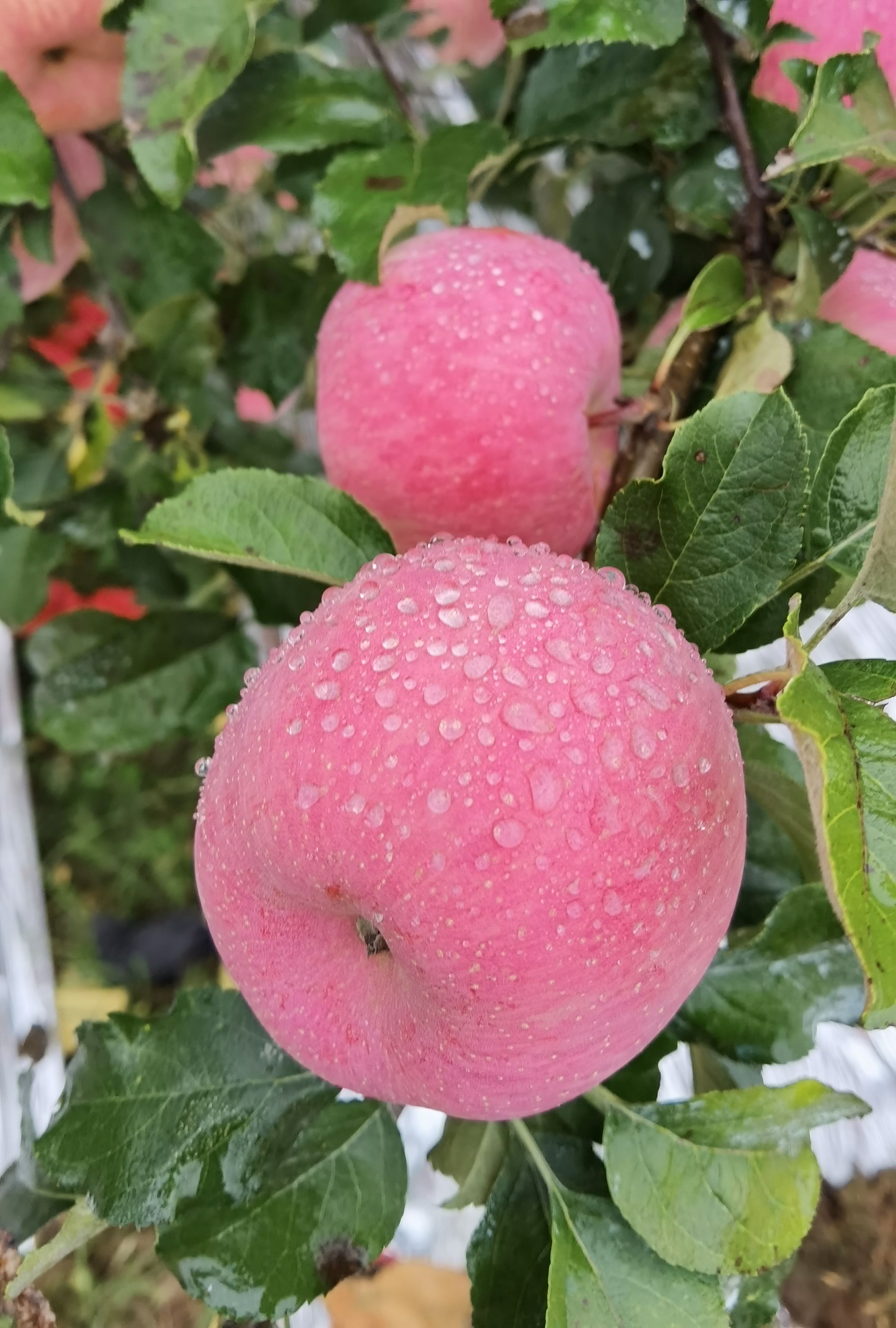 你知道有几种可以吃的水果,哪些水果热着吃好吃