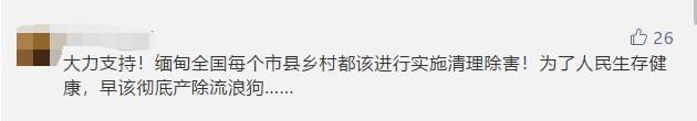 一律毒杀！缅甸小镇，政府下令毒杀流浪狗，中毒流浪狗满嘴血