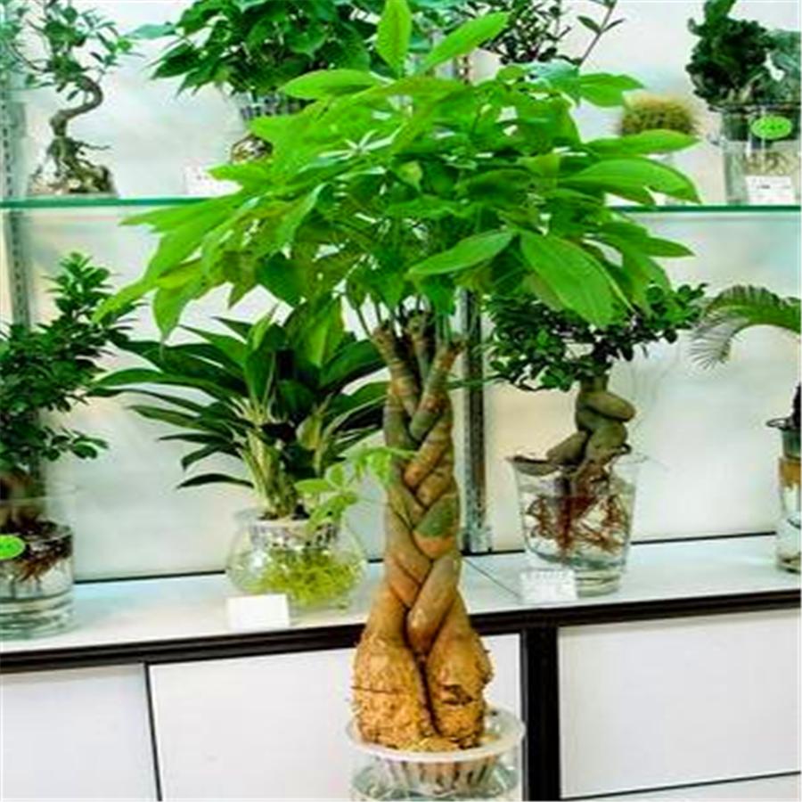 发财树黄叶简单补救方法,发财树黄叶掉叶枯枝怎样补救