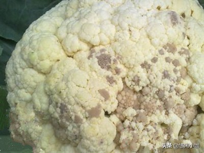 花椰菜病害图片与防治,怎样识别花椰菜黑斑病