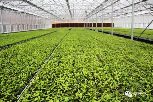 茶眼看陕西,茶眼看陕西最新视频