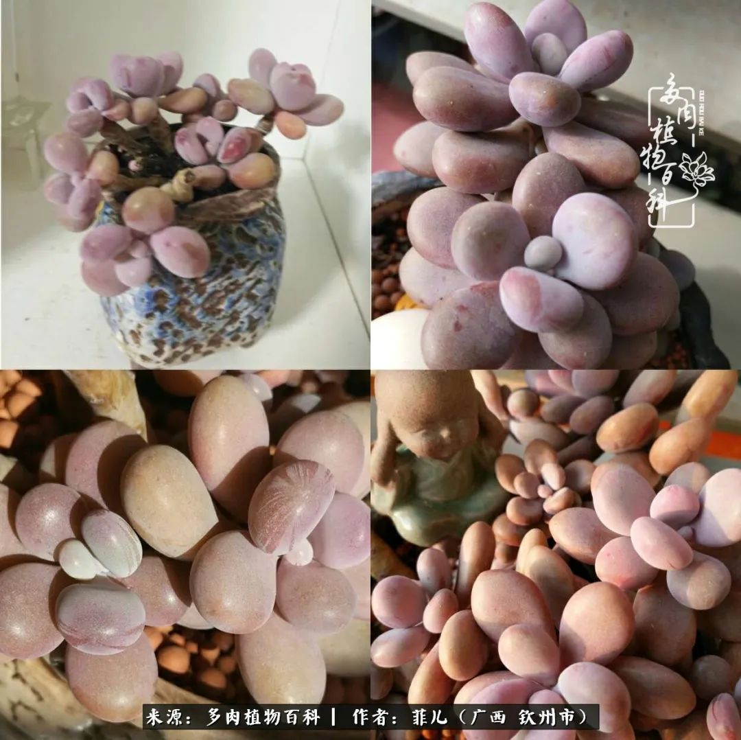 多肉相伴的感悟,与多肉为伴的时光真的很美好