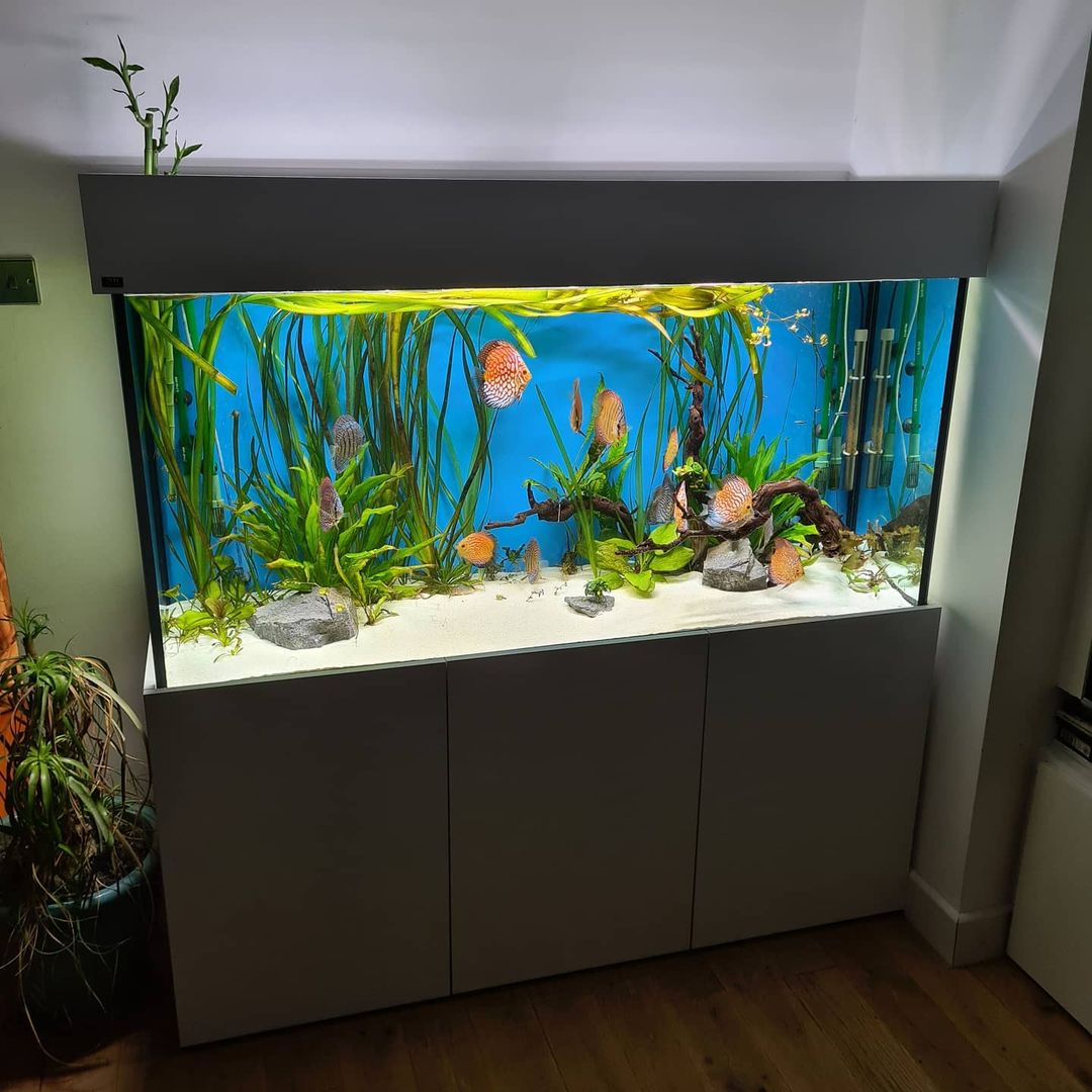 新手养鱼要挑什么样的鱼缸,养鱼新手老手怎么选择鱼缸