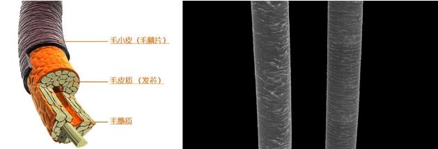 沙宣洗发水为什么头发油油的,沙宣洗发水非常的软塌