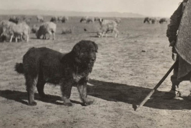 藏獒炒作事件,藏獒炒作之路