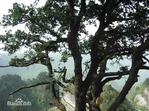 日本武士刀加钢工艺,钨钢做的日本武士刀