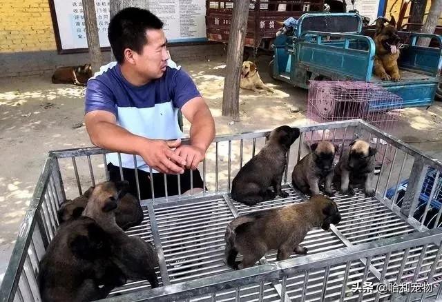 狗市金毛犬最新视频,狗市精品成年金毛犬