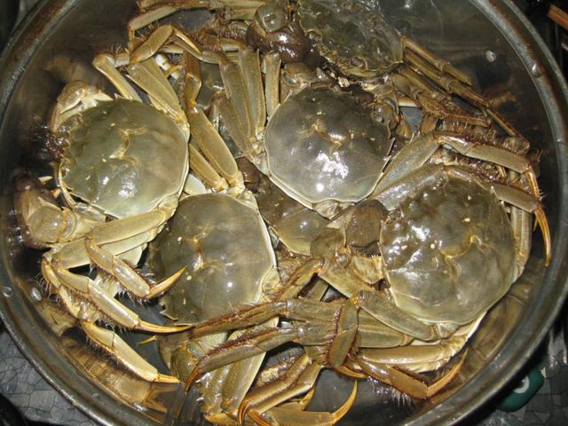 蒸螃蟹教你一招不掉腿不流蟹黄,蒸螃蟹时怎么不漏膏和不掉脚