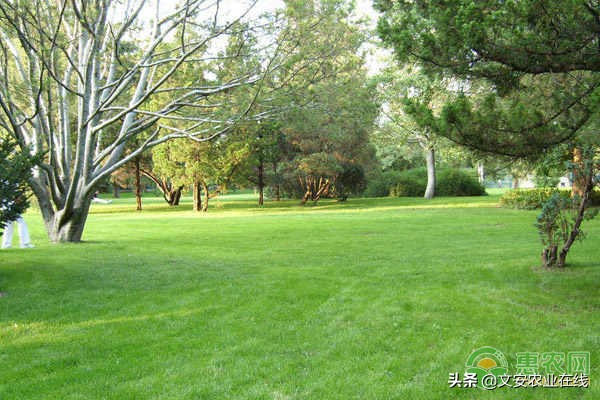 草坪种子是怎么样的,常见的草坪种子有哪些该如何育苗