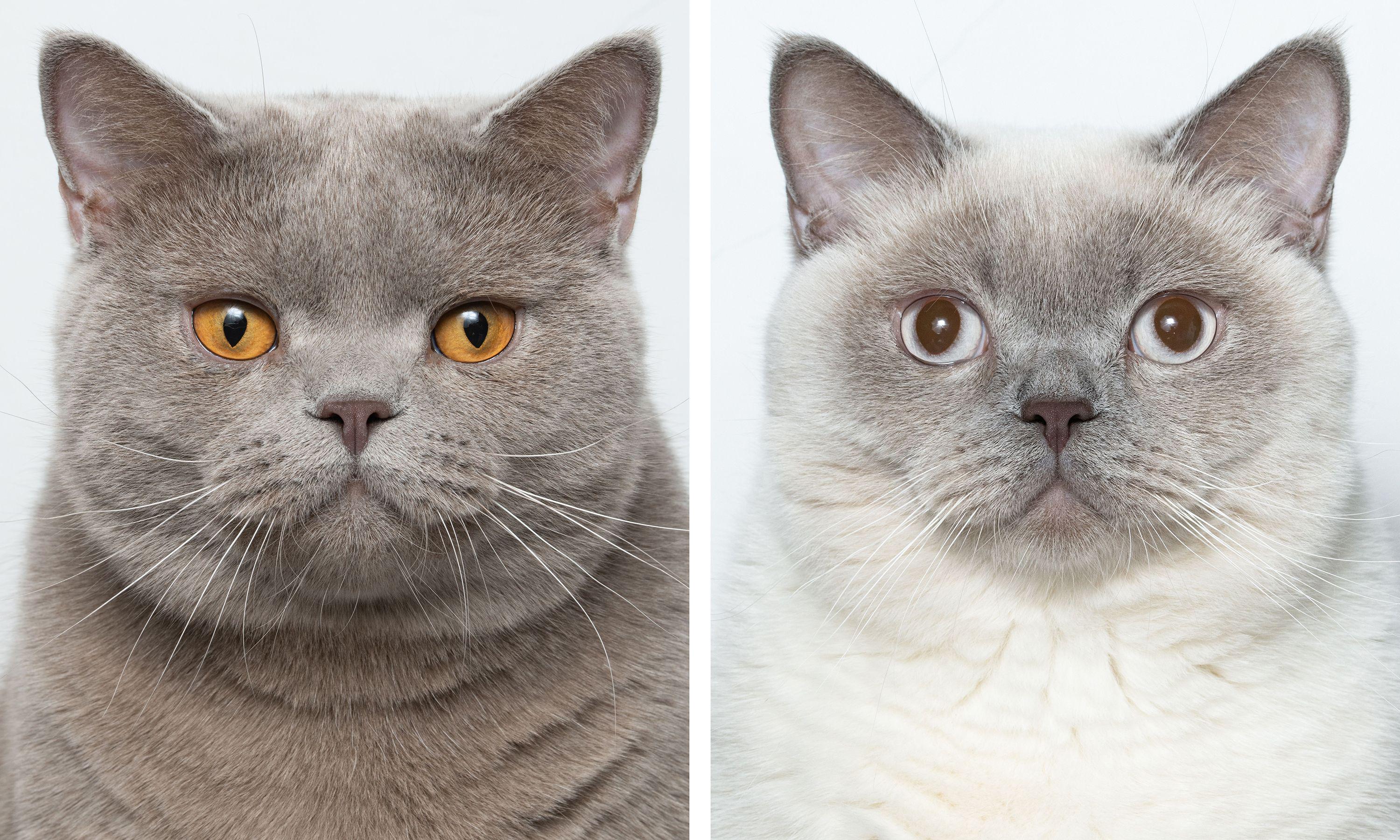 打造人宠共乐的家—“铲S官”的装修笔记