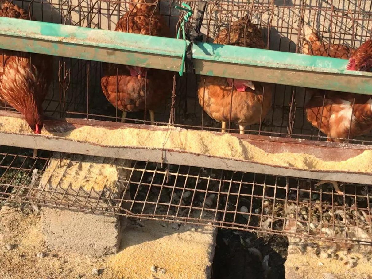 杀鸡肚子里面那块黄油有什么好处,杀鸡肚子的黄油怎么吃