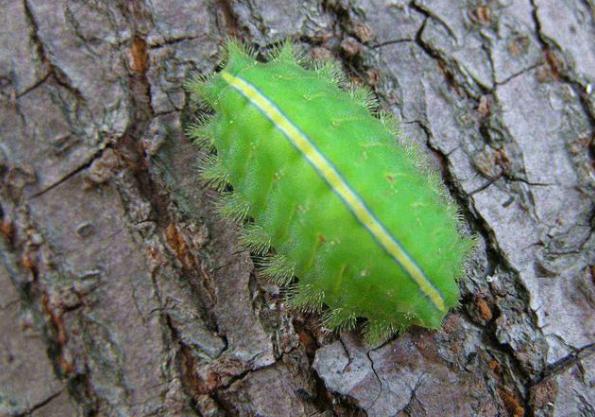 十大常见害虫,农村常见的一种害虫如今价值不菲
