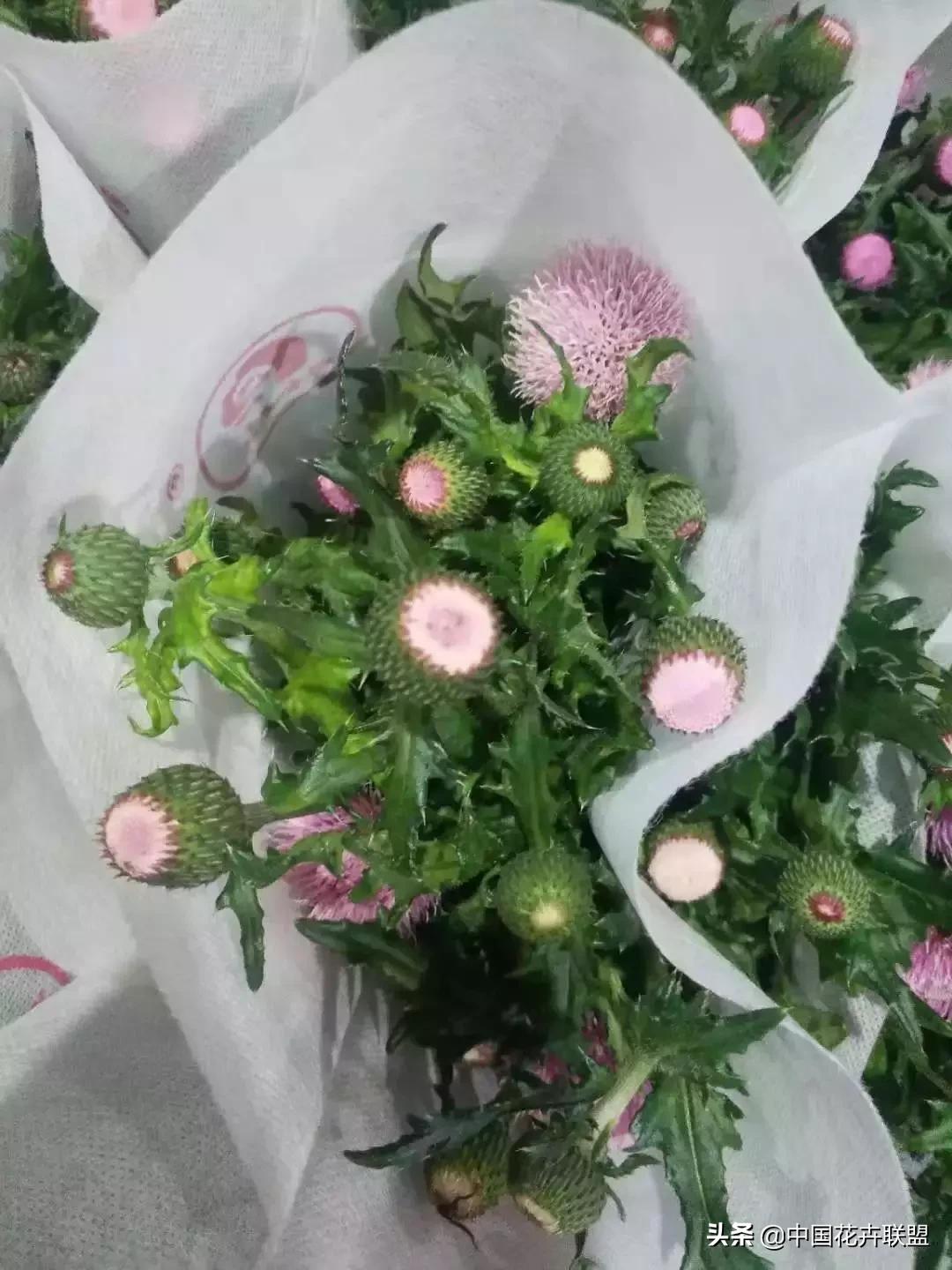 春天花市有哪些花材,便宜又大把的花材有哪些