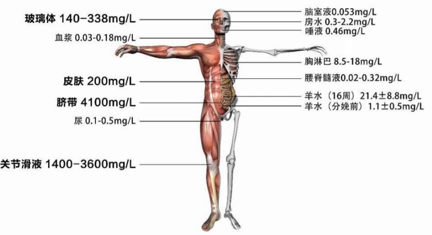 玻尿酸五天就吸收完了,玻尿酸十天就吸收完了