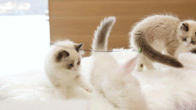 仙女猫专卖店介绍,仙女猫专卖店一览表