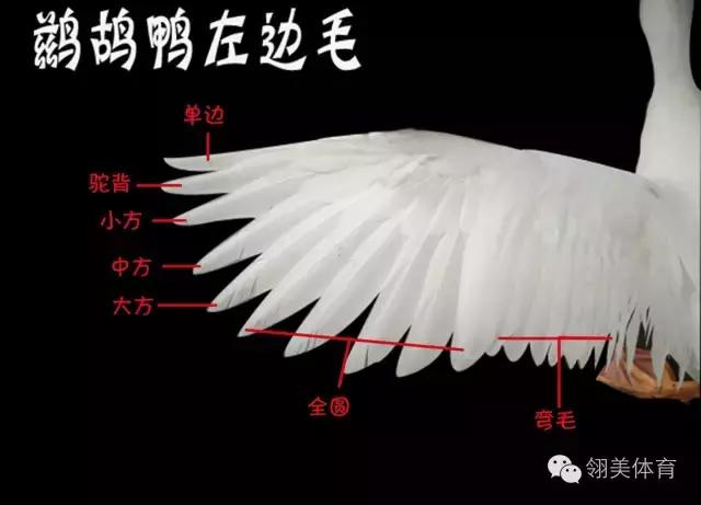 「干货」*片毛**与常识的完美结合，让你在大千羽毛球中精准定位