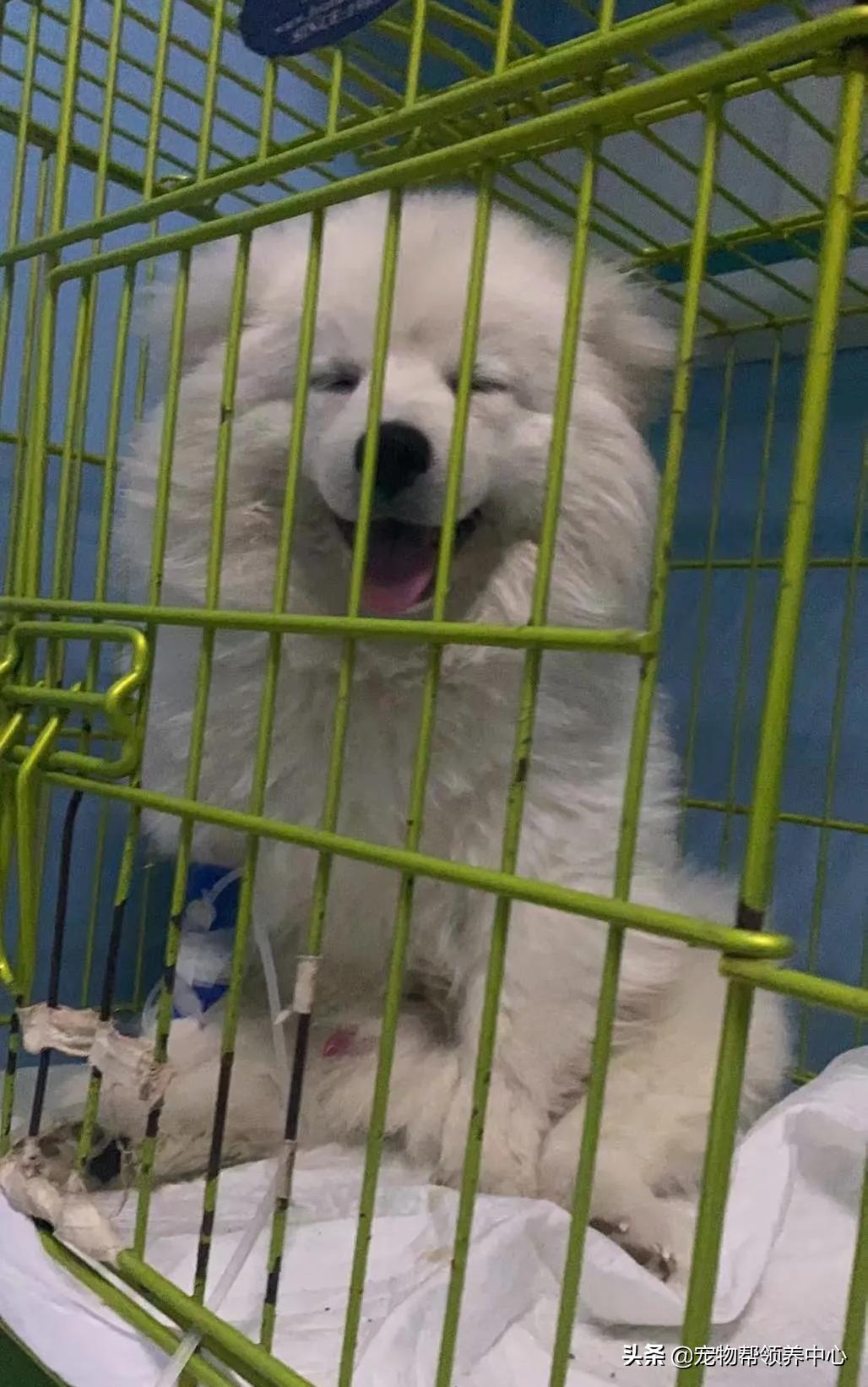 狗狗被*养送**期间患上细小，前主人却说：存活几率很小，别治了…