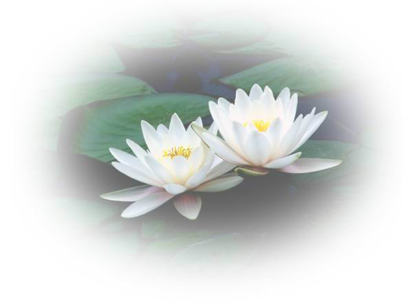 白落梅经典语录名段,白落梅的经典语录大爱无言