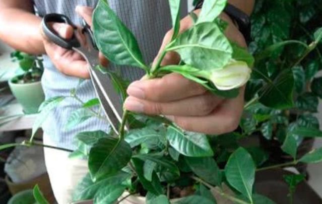 栀子花不开花叶子泛黄枯萎怎么办,小叶栀子花叶稍稍泛黄是什么原因