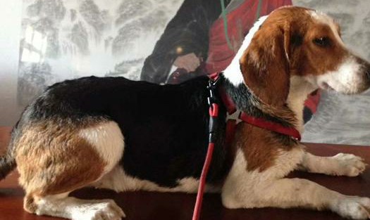 养比格犬好玩吗,比格犬适合新手养吗