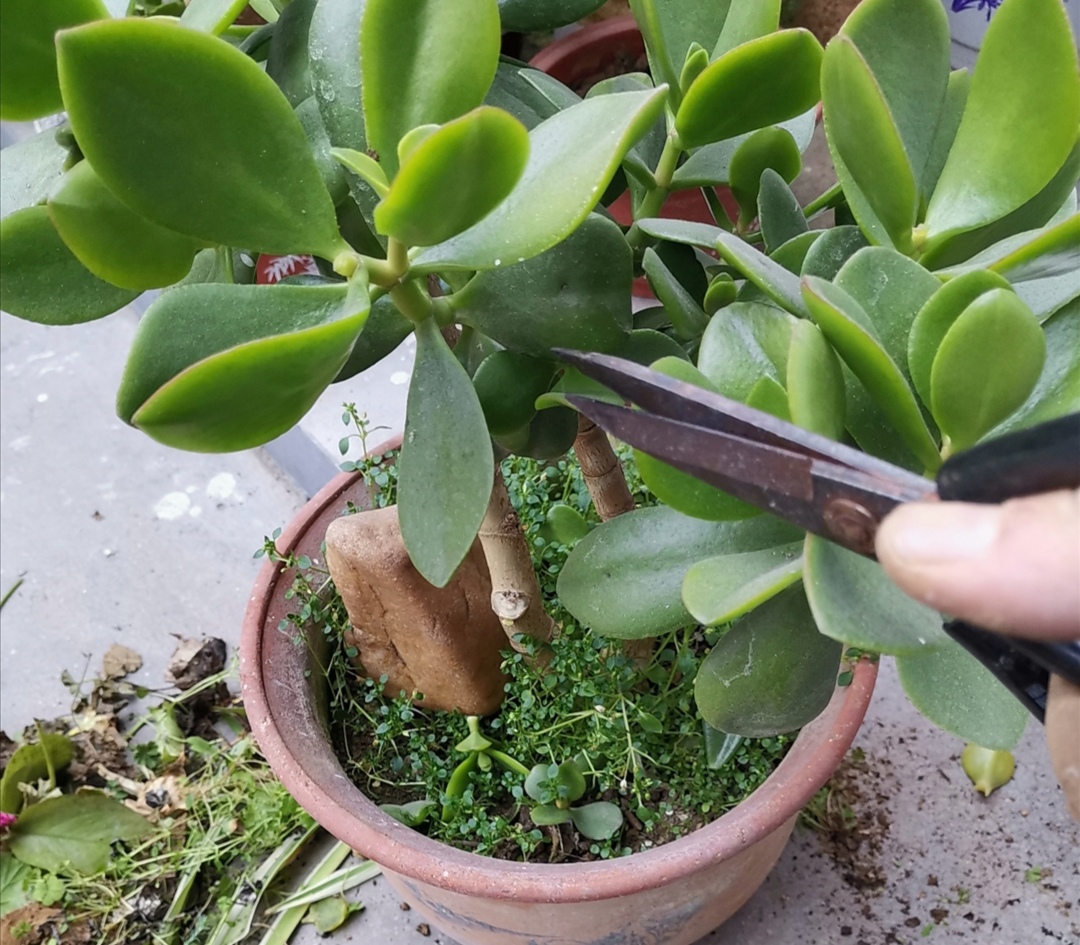 玉树修剪什么造型好看,玉树修剪造型详解