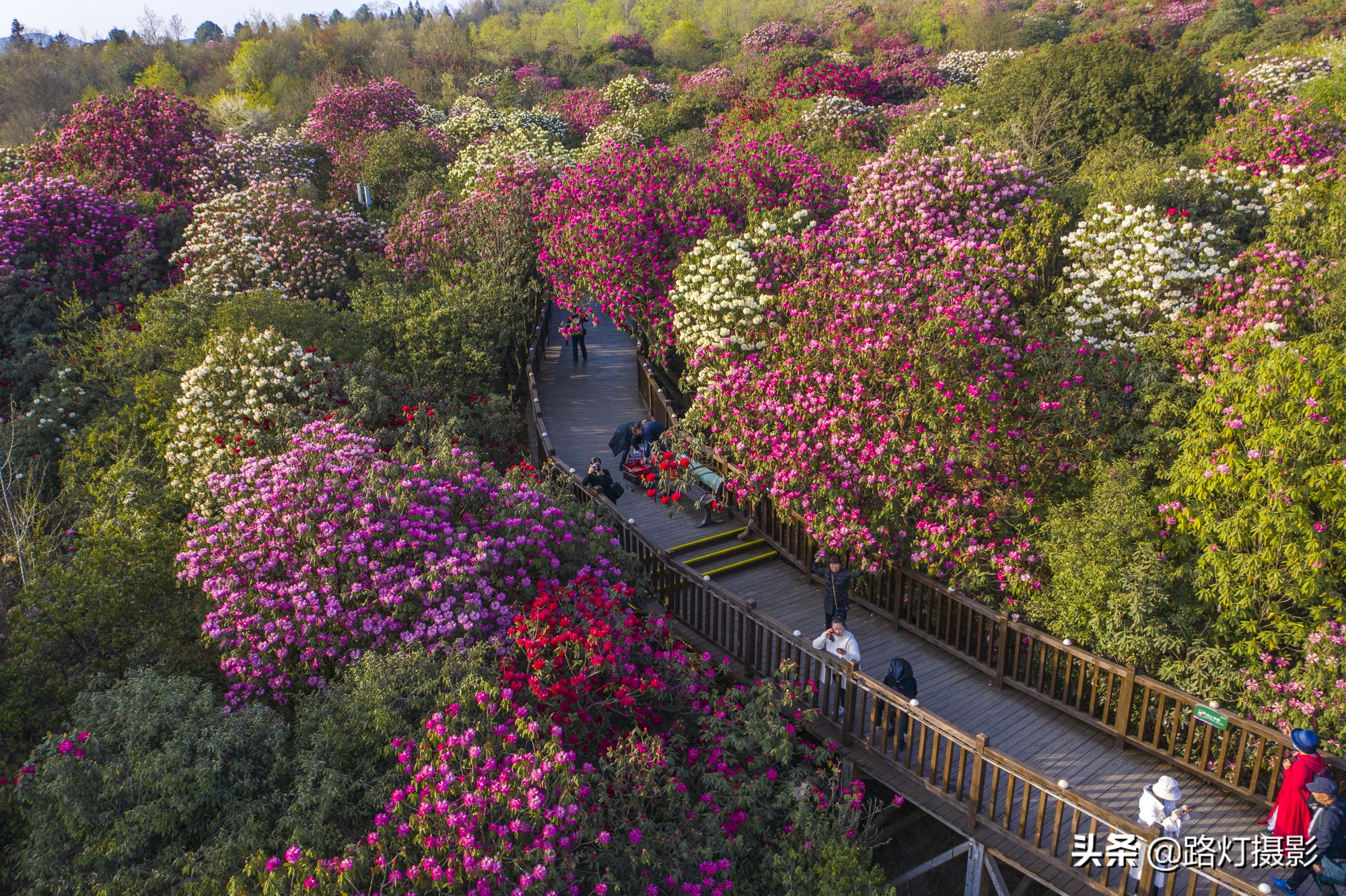 世界之最贵州毕节百里杜鹃花,毕节百里杜鹃花游记