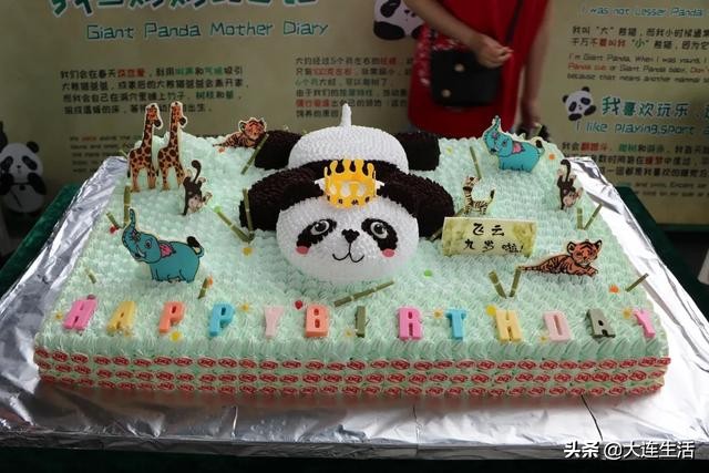 大连森林动物园熊猫生日会,大连森林动物园网红大熊猫