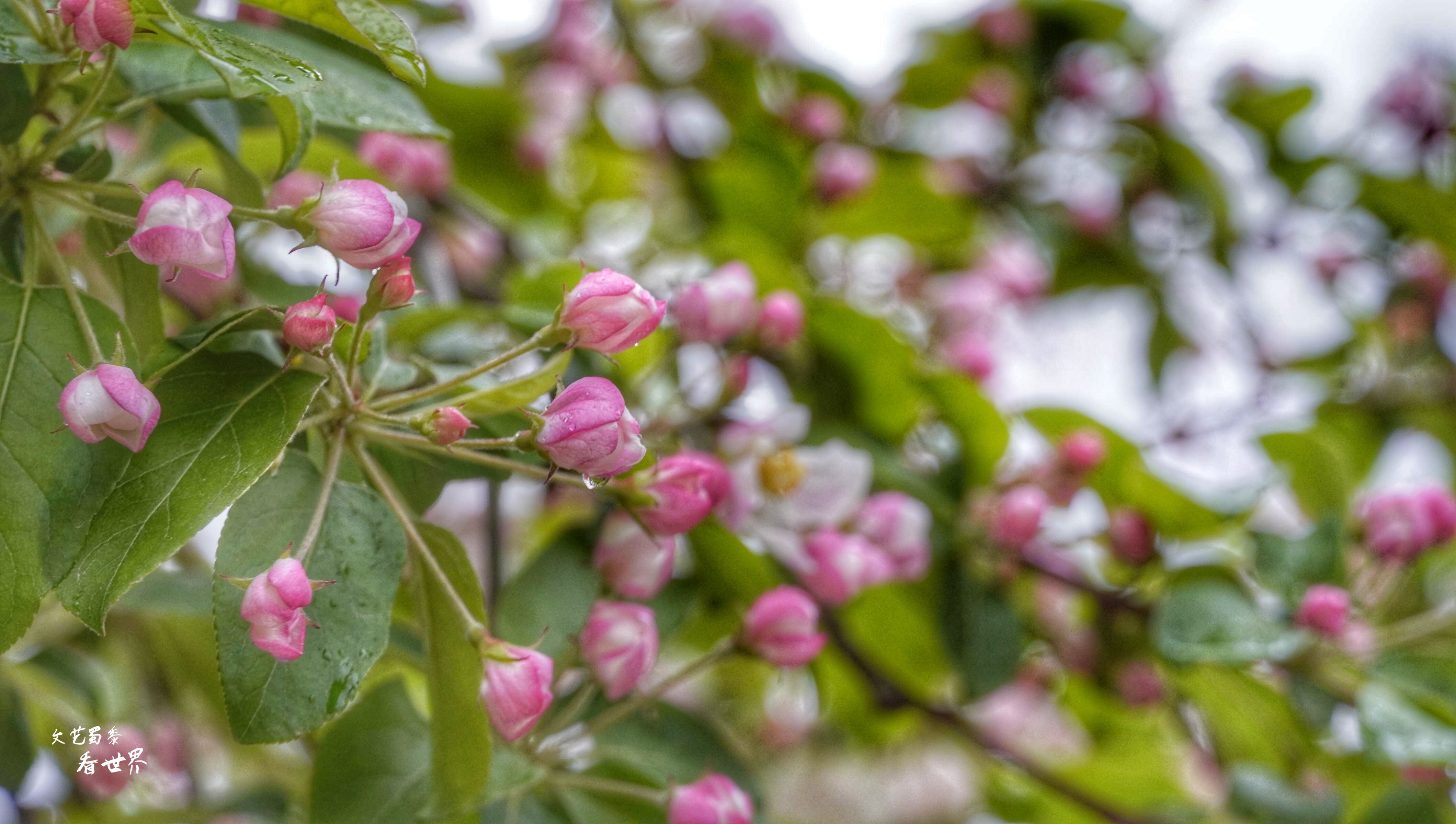 因《舌尖上的中国》而为人所知，刚刚的四月飞雪又让它美成了仙境