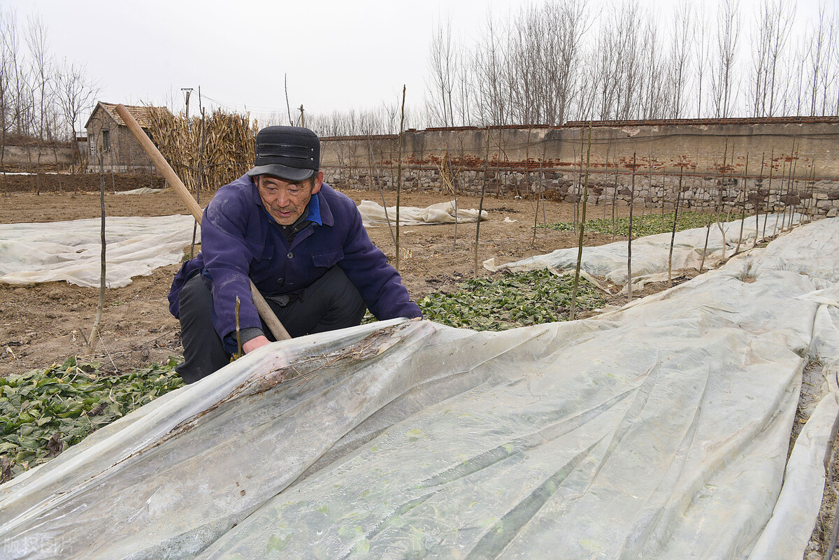 蔬菜受冻害严重如何缓解用啥药,蔬菜发生冻害怎样补救