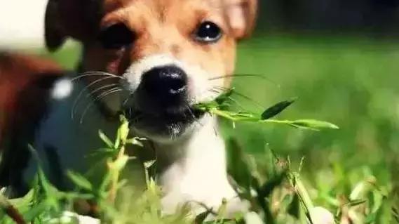 面对狗狗的袭击怎么面对,狗狗吃草怎么解决