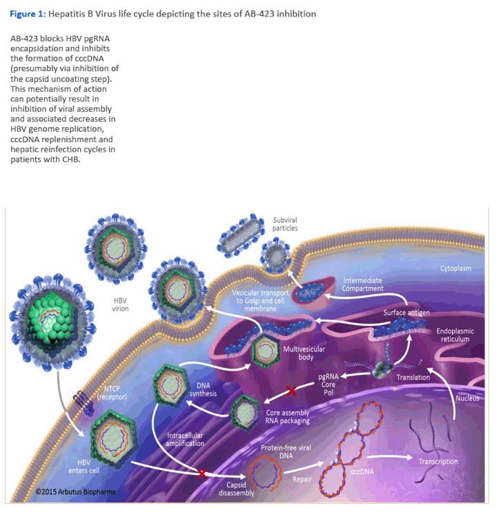 辟谣：乙肝小三阳没有传染性？医生：这两种情况，可能不会传染