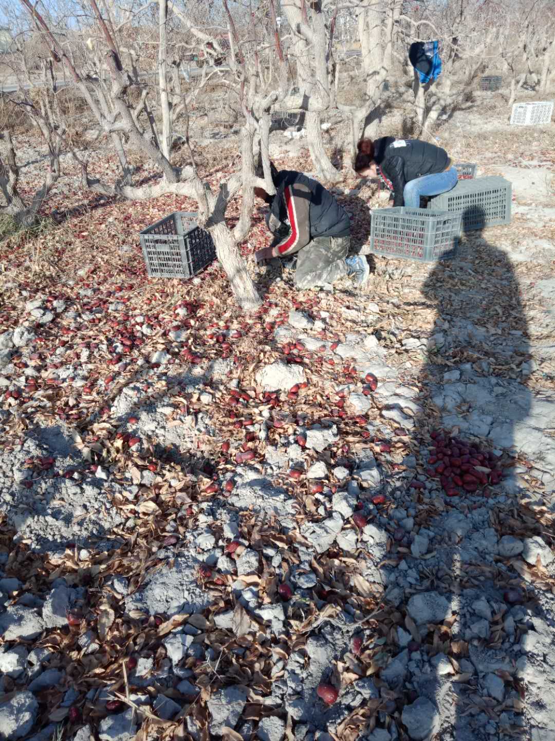 世间有和田枣，我就是吃不厌