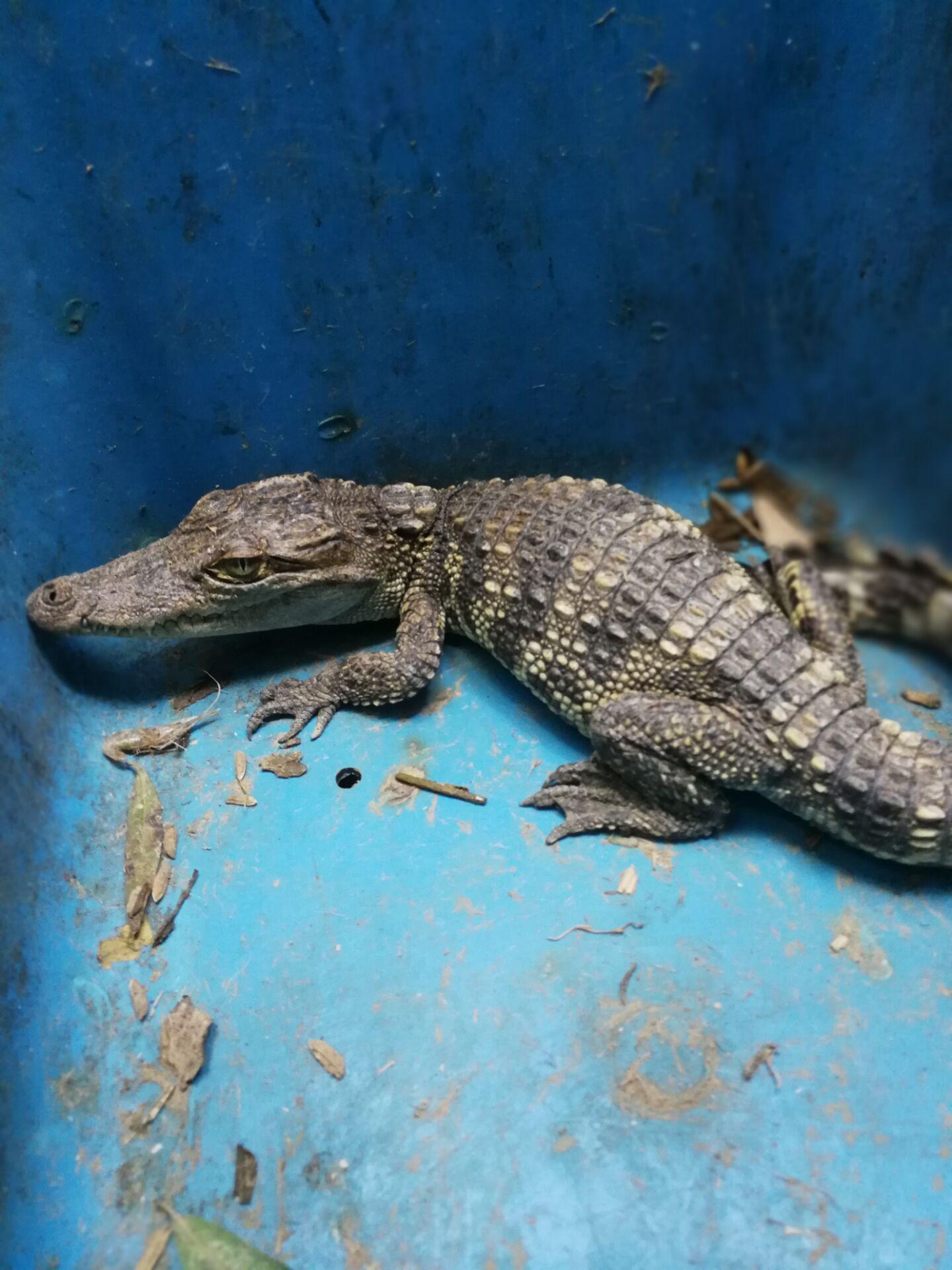 野钓碰到鳄鱼真实视频,钓鱼时碰见鳄鱼恐怖瞬间
