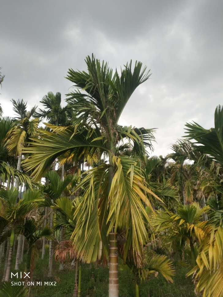 槟榔黄化传播速度有多快,槟榔黄化地还能重新种吗