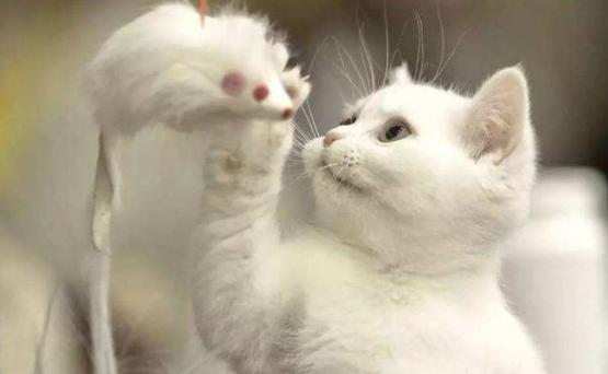 刚养猫怎么防止猫咪抓人,刚到家的小猫喜欢咬人