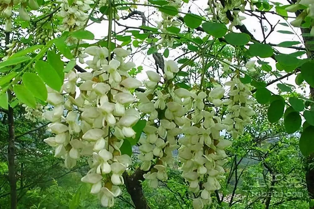 南京仙鹤门凶杀案,南京仙鹤门中学