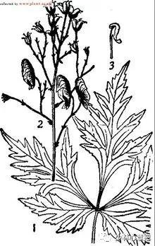 动物中药功效大全,中药药材大全及功效