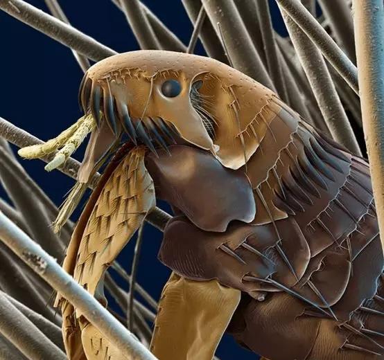 改变历史的跳蚤,微小却让人颤栗