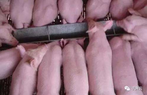 育肥猪营养生长图,育肥猪的营养和饲料配比