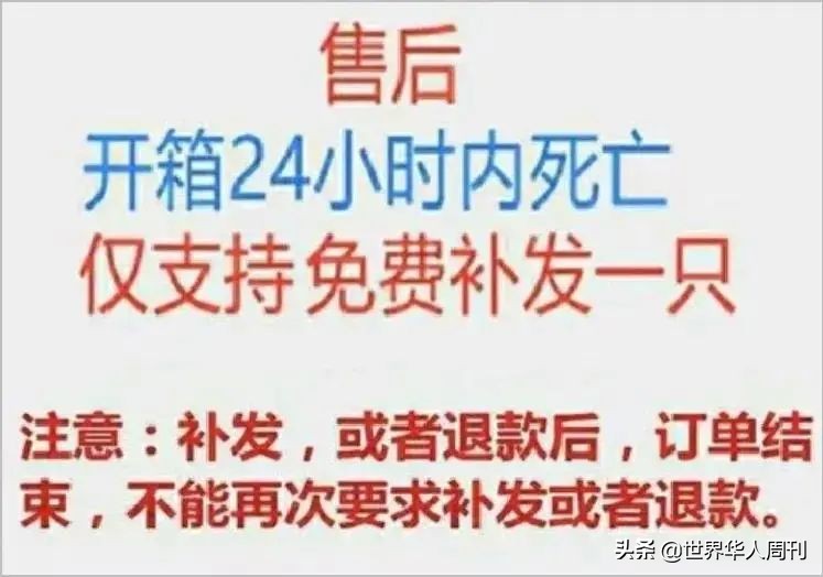 宠物生命当“惊喜”：鲜血淋漓的活体盲盒，成了当代年轻人的新宠